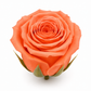Rosa Princesa Preservada