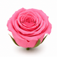 Rosa Princesa Preservada