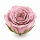 Rosa Princesa Preservada