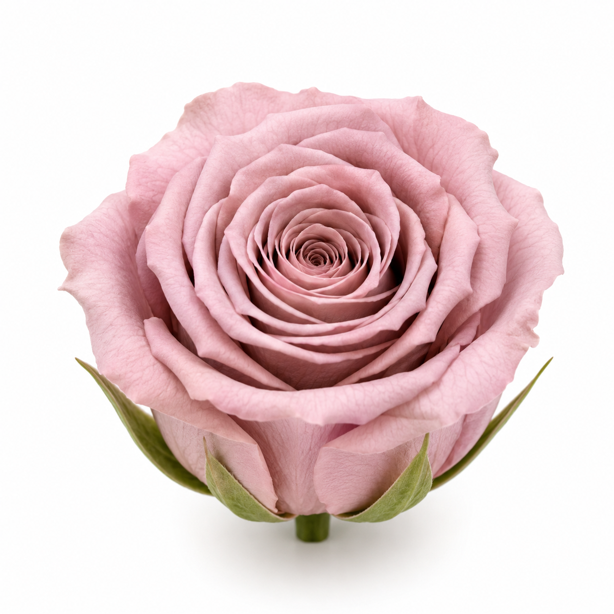 Rosa Princesa Preservada