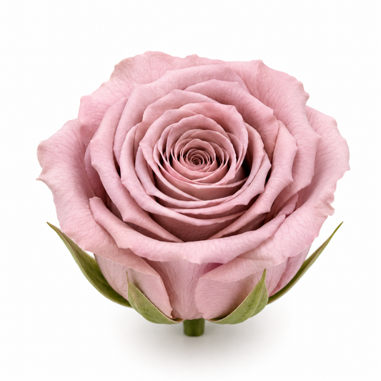 Rosa Princesa Preservada