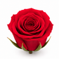 Rosa Princesa Preservada