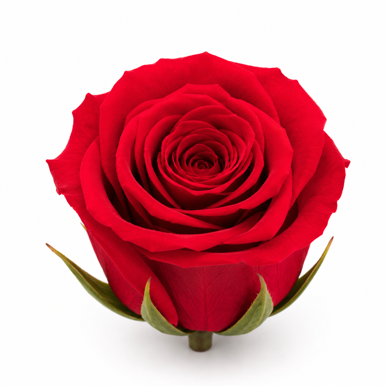 Rosa Princesa Preservada