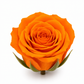 Rosa Princesa Preservada