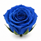 Rosa Princesa Preservada