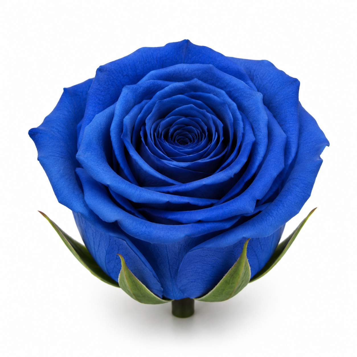 Rosa Princesa Preservada