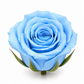 Rosa Princesa Preservada