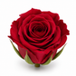 Rosa Princesa Preservada