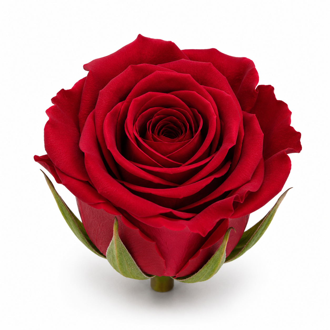 Rosa Princesa Preservada