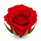 Rosa Princesa Preservada