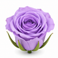 Rosa Princesa Preservada