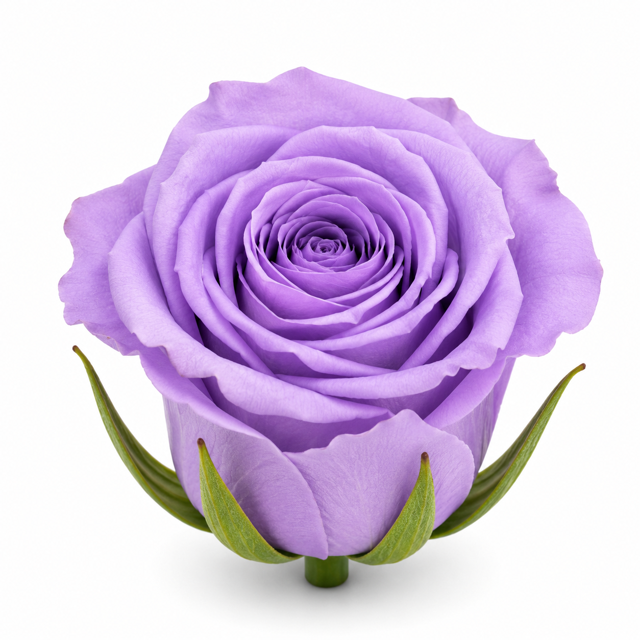 Rosa Princesa Preservada