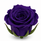 Rosa Princesa Preservada