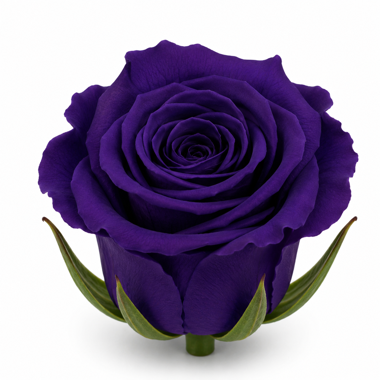Rosa Princesa Preservada