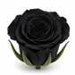 Rosa Princesa Preservada