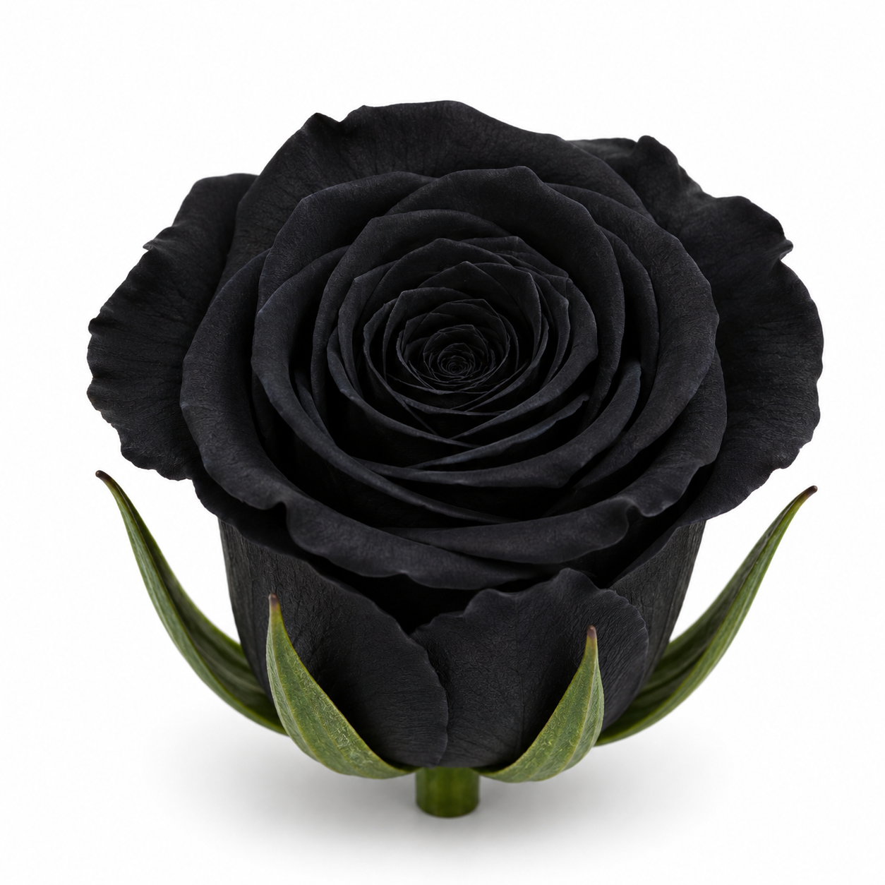 Rosa Princesa Preservada