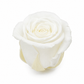 Rosa Mini Preservada