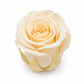 Rosa Mini Preservada