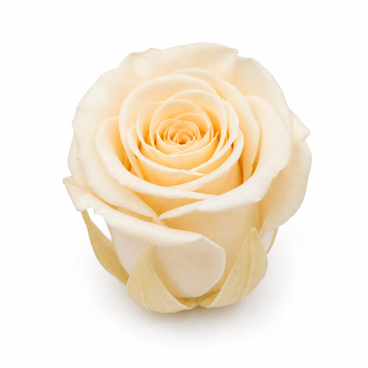 Rosa Mini Preservada