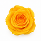 Rosa Mini Preservada