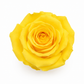 Rosa Mini Preservada