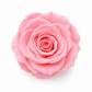 Rosa Mini Preservada