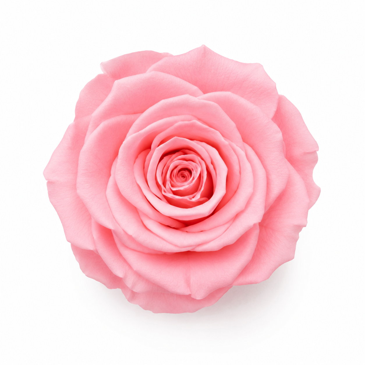 Rosa Mini Preservada