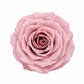 Rosa Mini Preservada