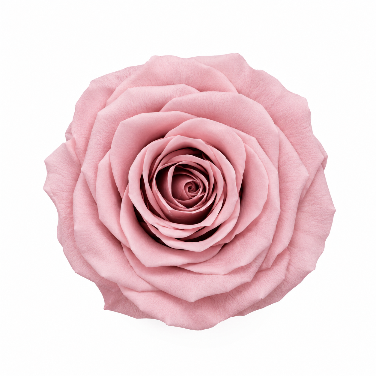Rosa Mini Preservada