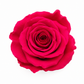 Rosa Mini Preservada