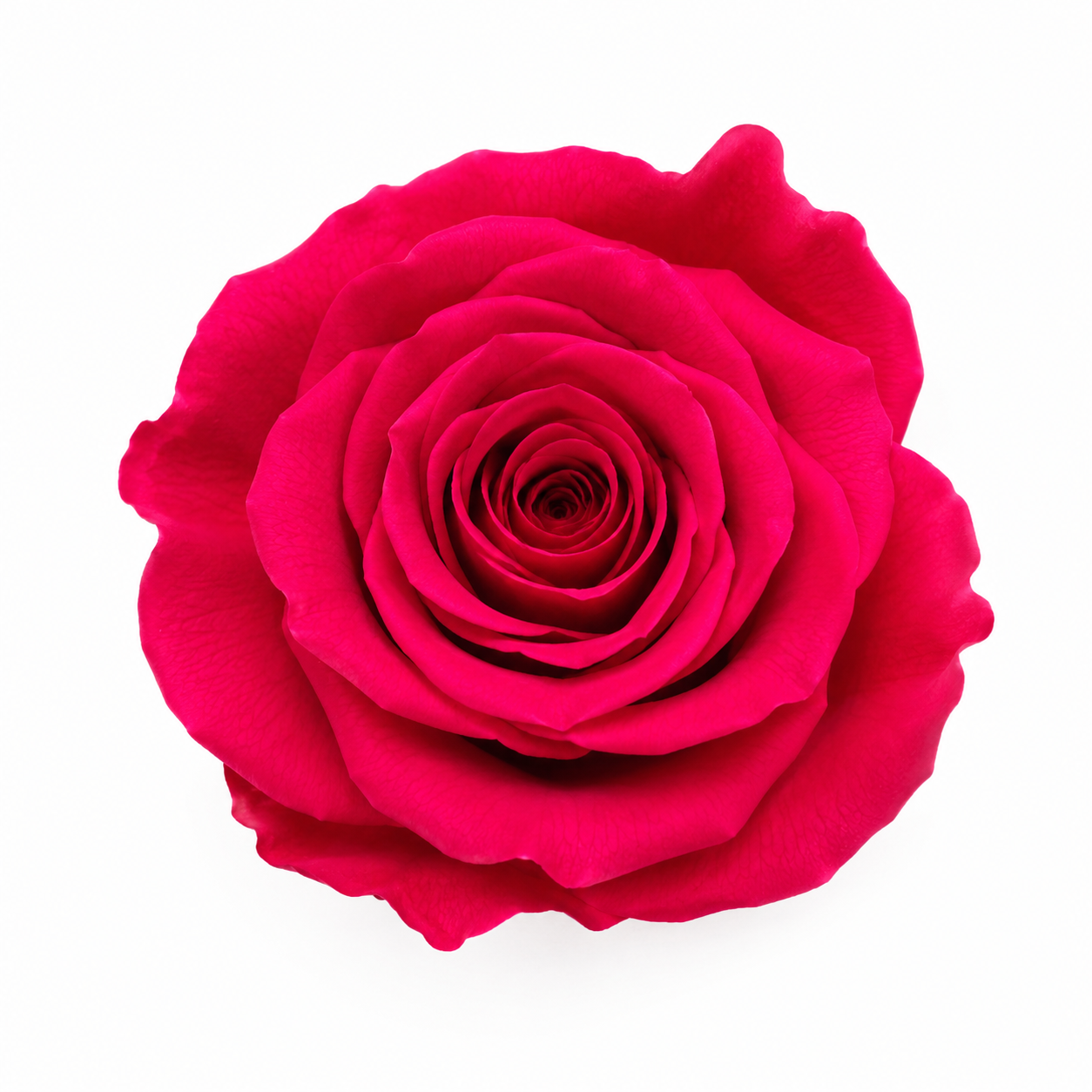 Rosa Mini Preservada