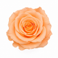Rosa Mini Preservada