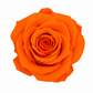 Rosa Mini Preservada