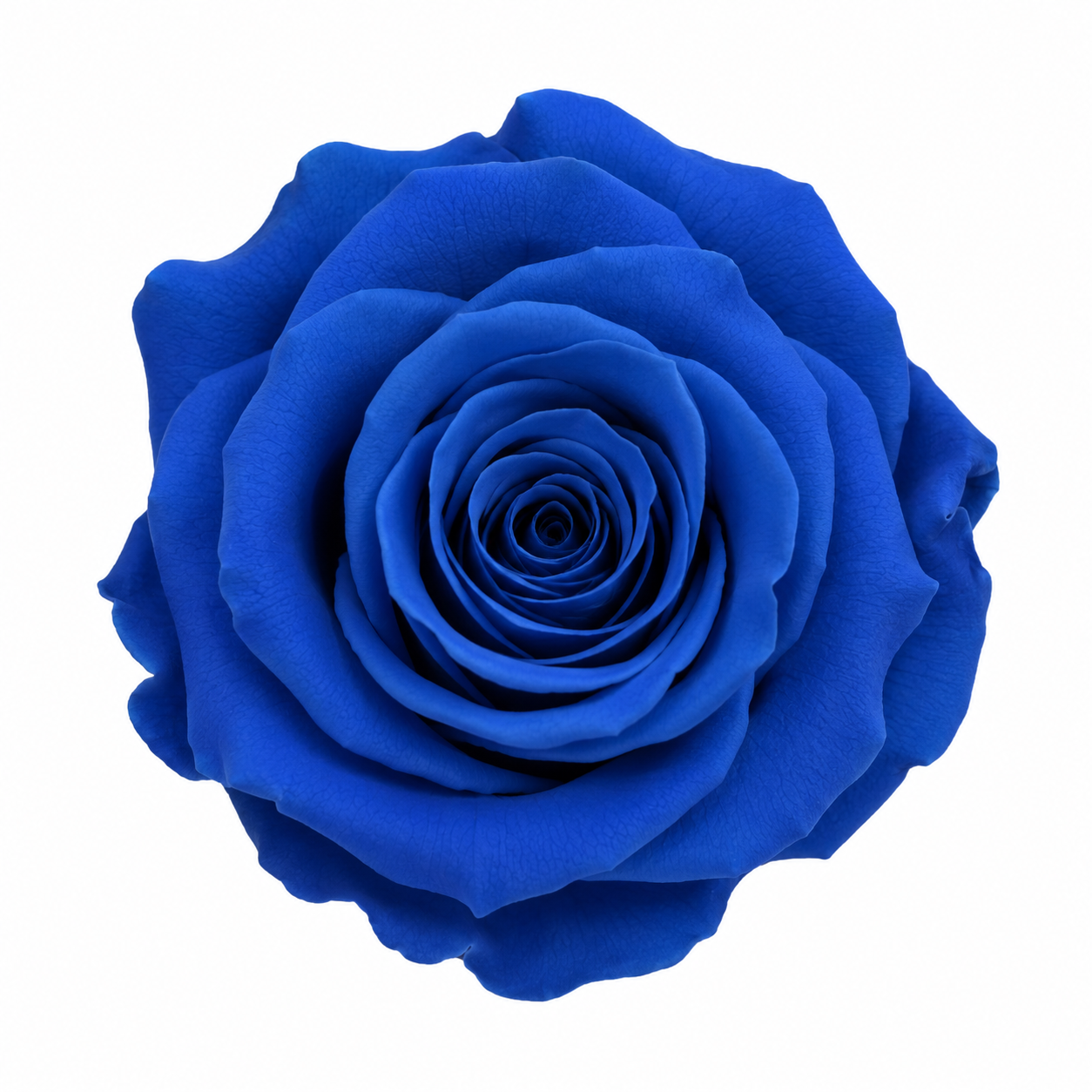 Rosa Mini Preservada