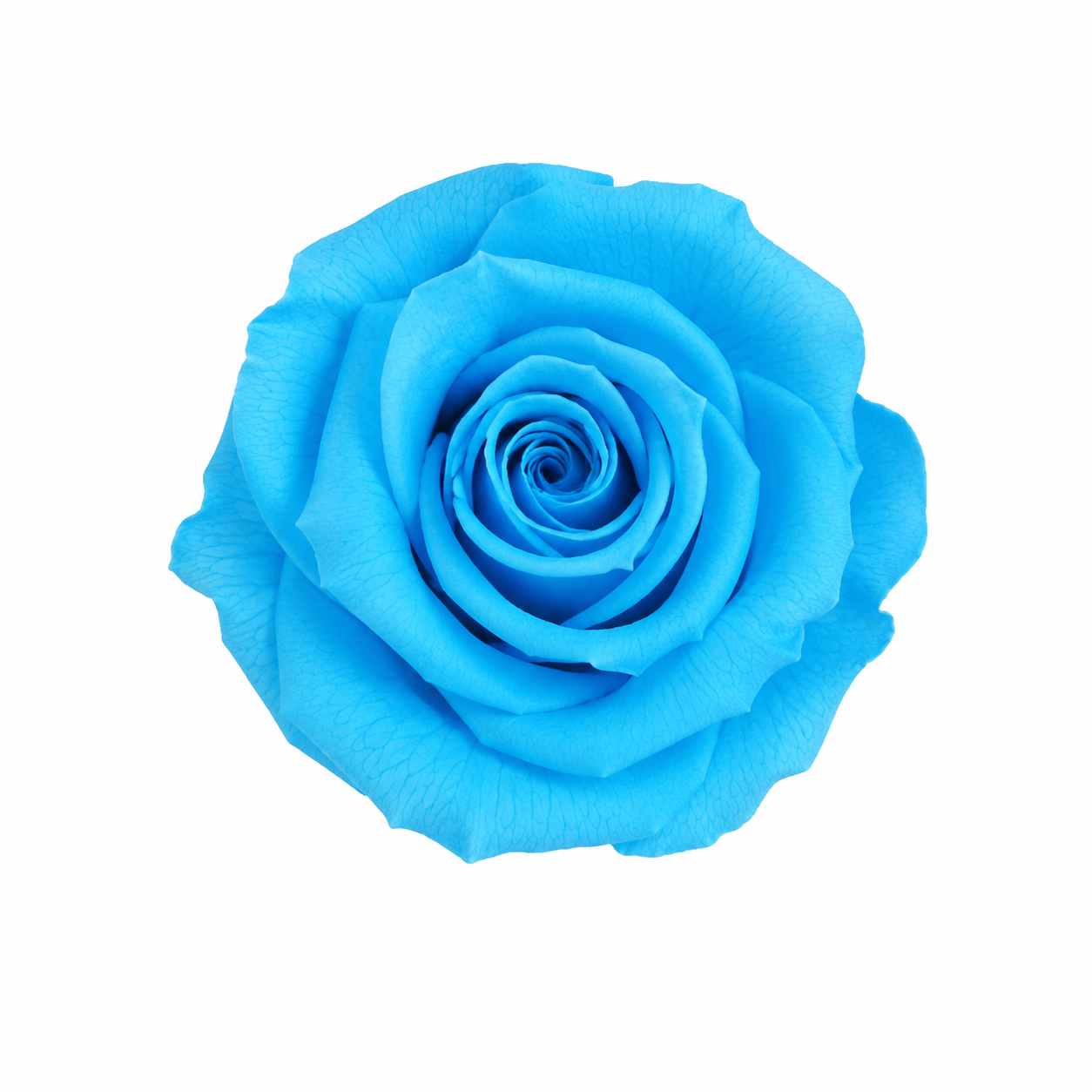 Rosa Mini Preservada