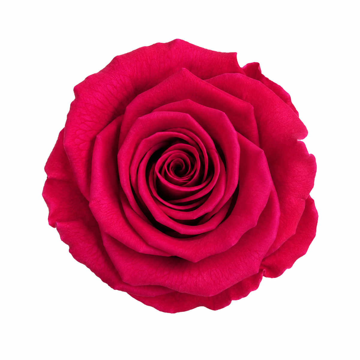 Rosa Mini Preservada