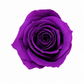 Rosa Mini Preservada