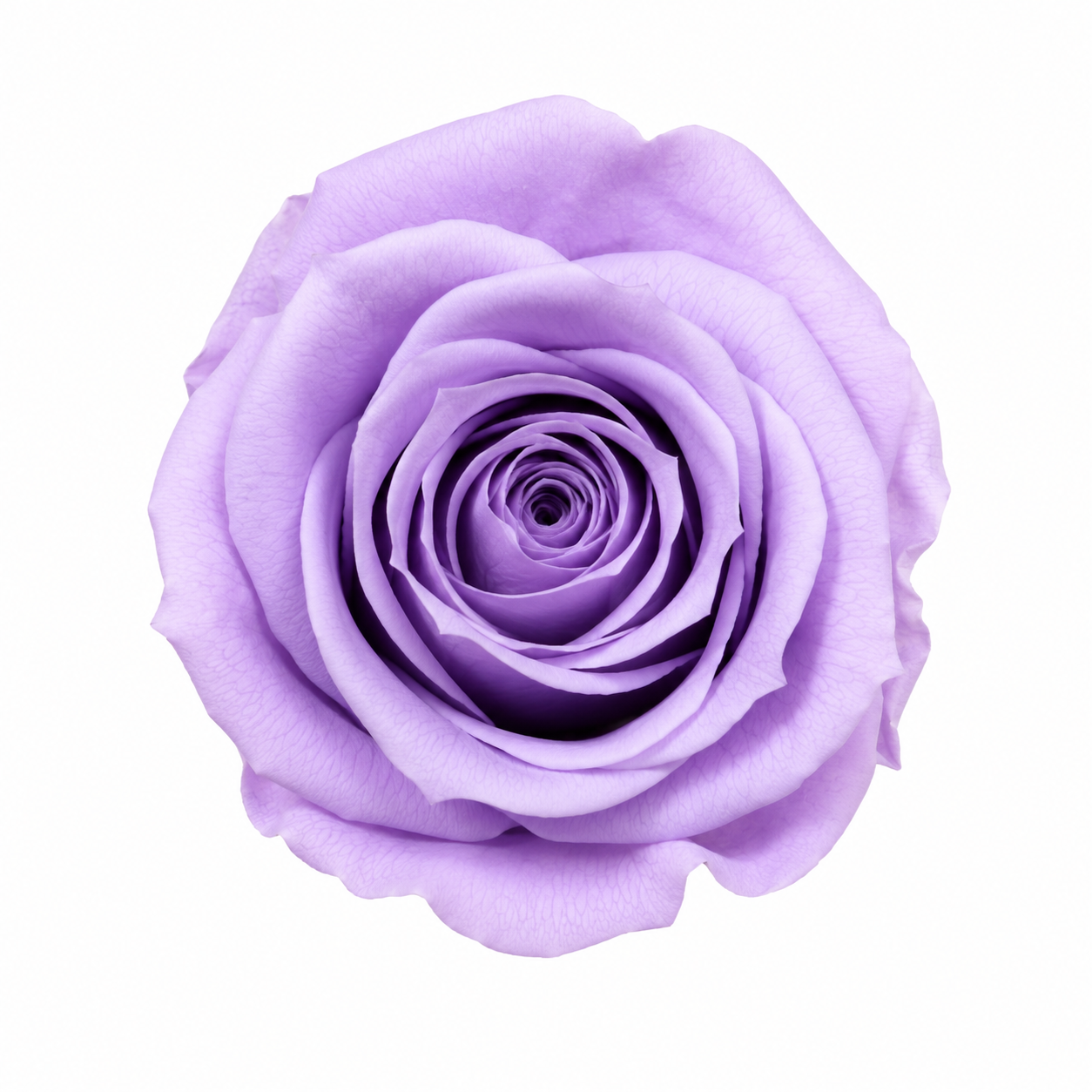 Rosa Mini Preservada