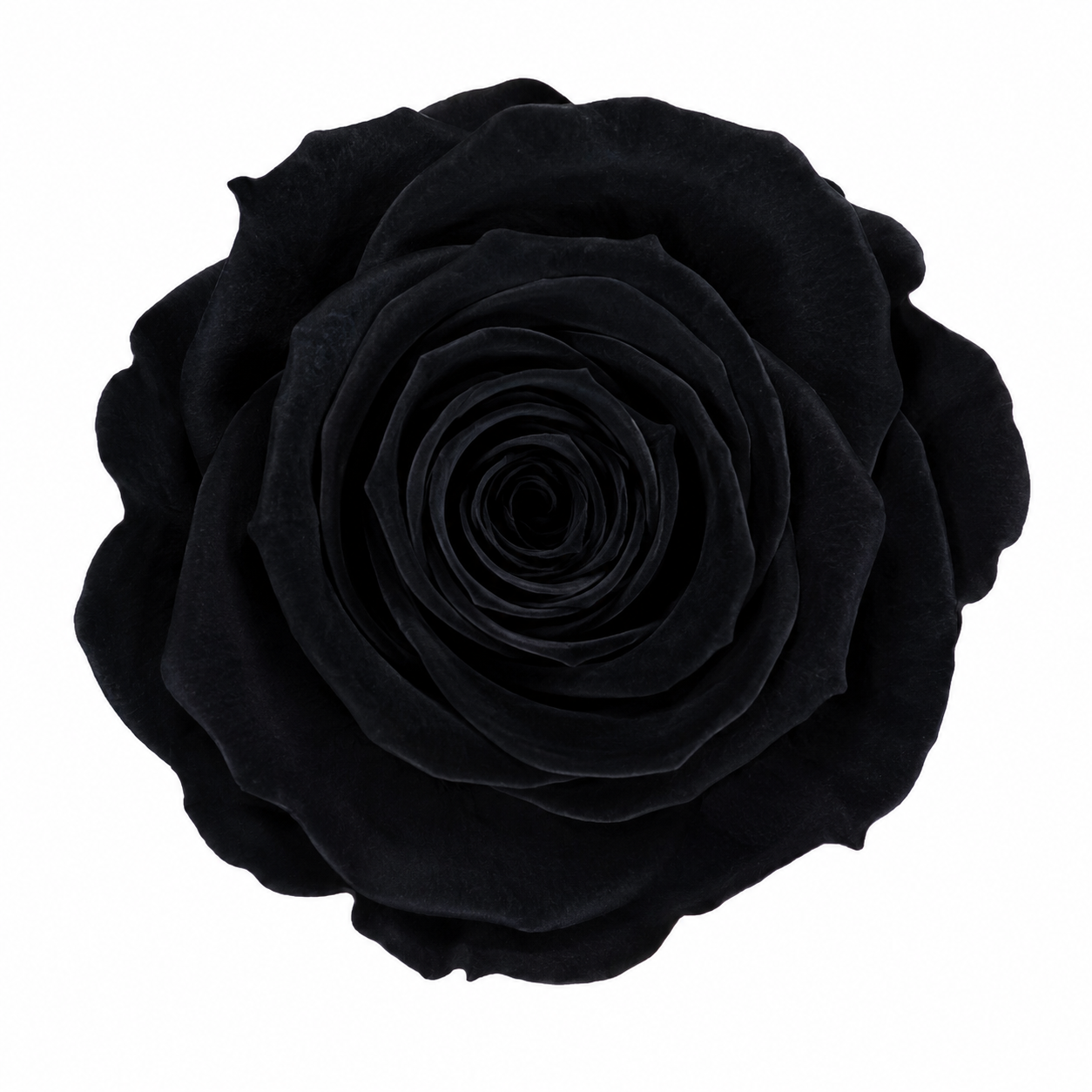 Rosa Mini Preservada