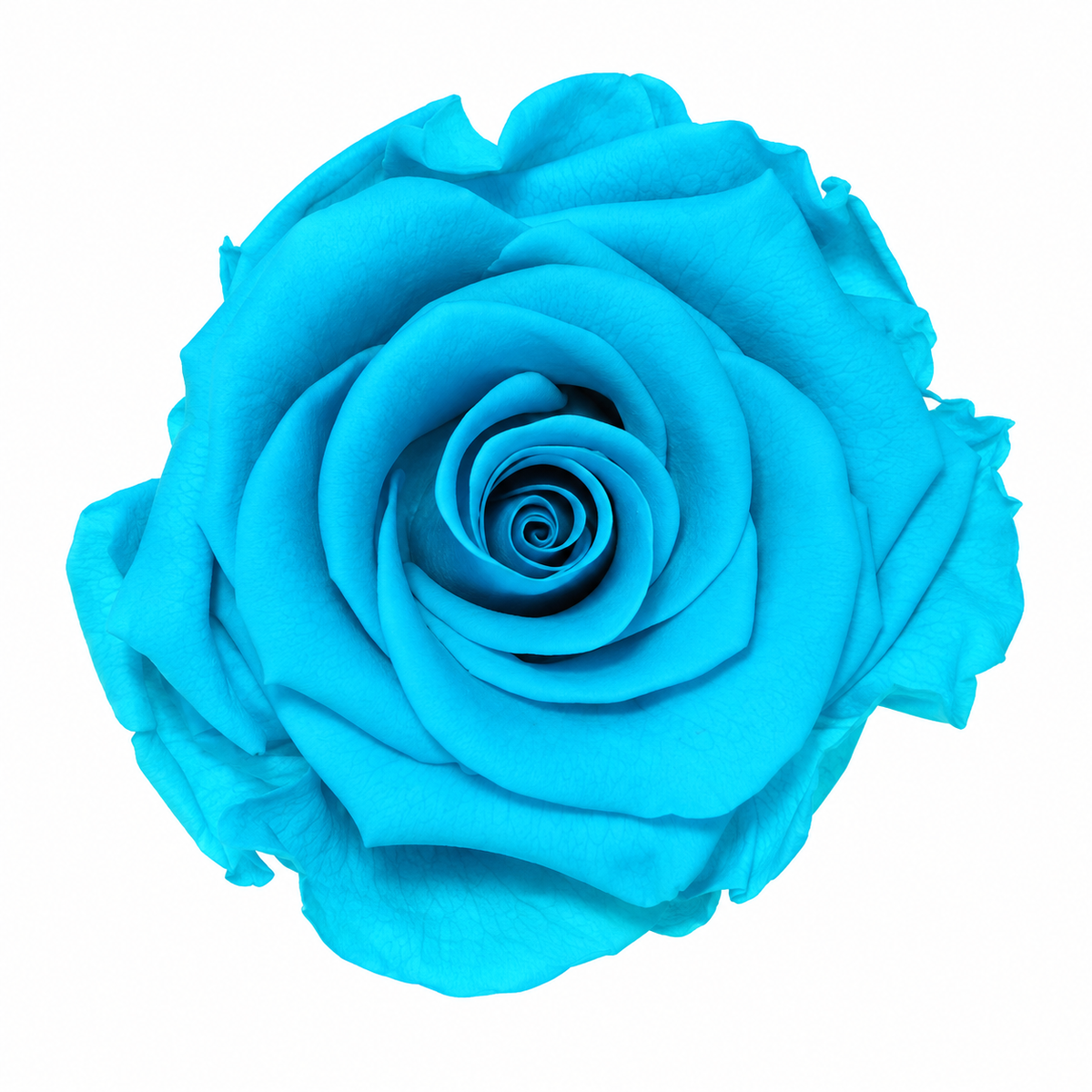 Rosa Standard preservadas