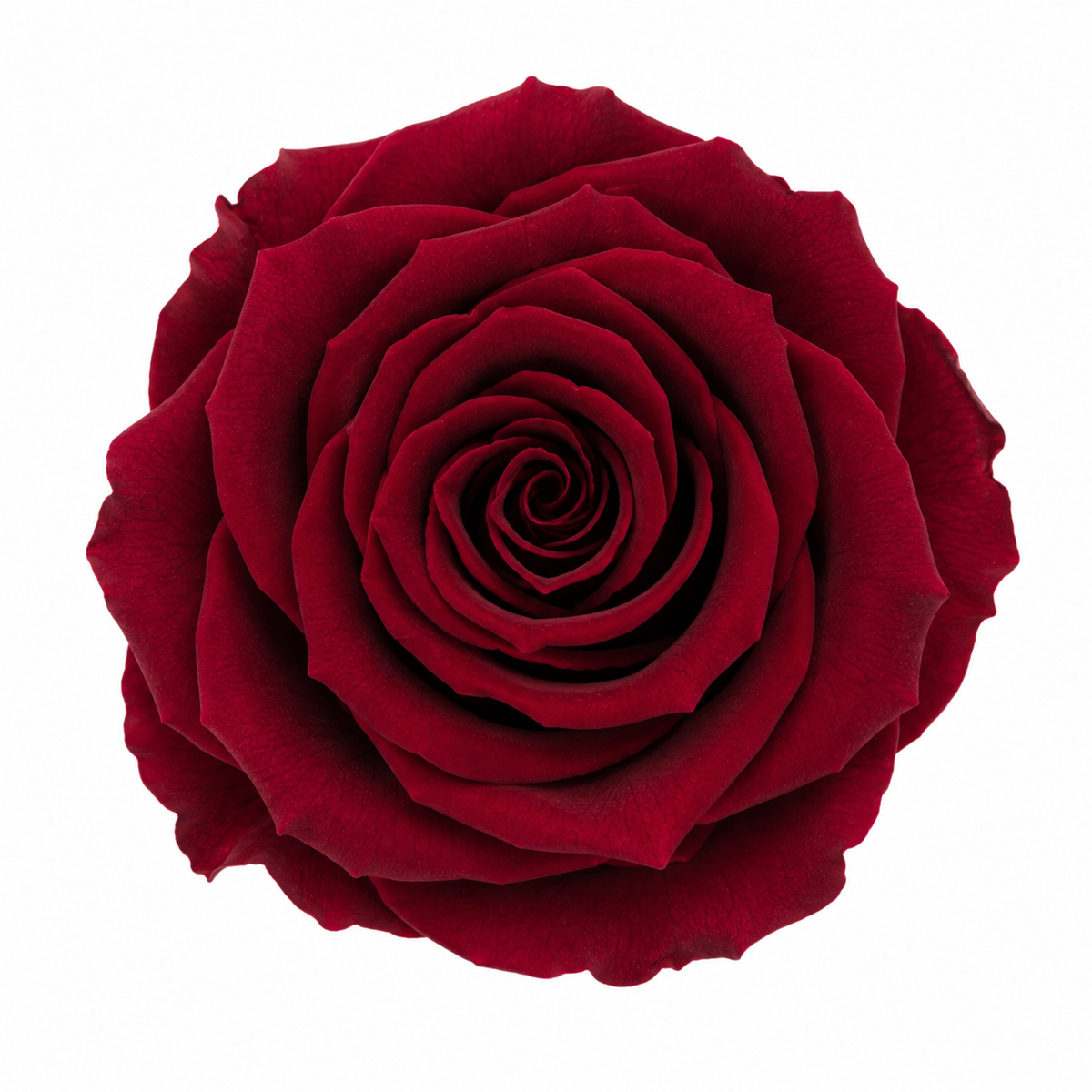 Rosa Standard preservadas