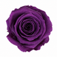 Rosa Standard preservadas