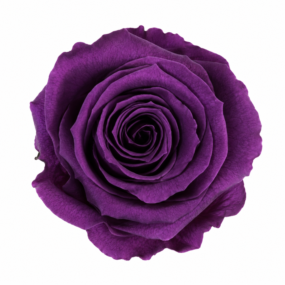 Rosa Standard preservadas