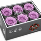 Rosa Standard preservadas