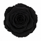 Rosa Standard preservadas