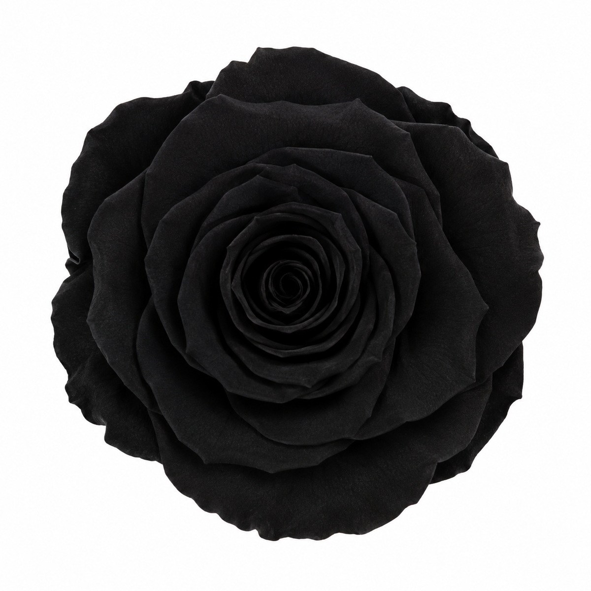Rosa Standard preservadas