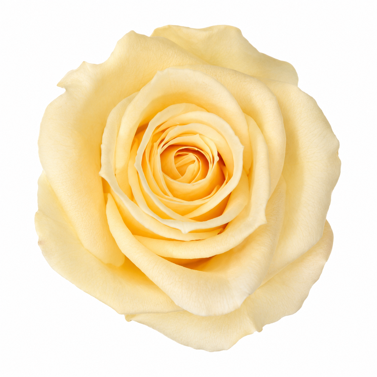 Rosa Mediana preservada