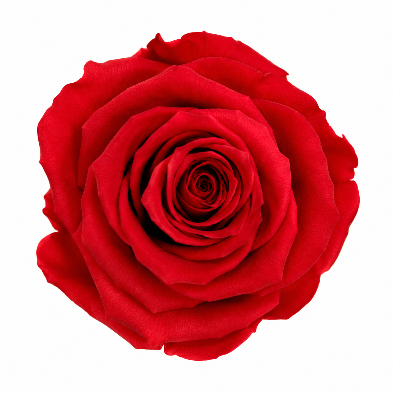 Rosa Mediana preservada