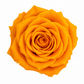 Rosa Mediana preservada