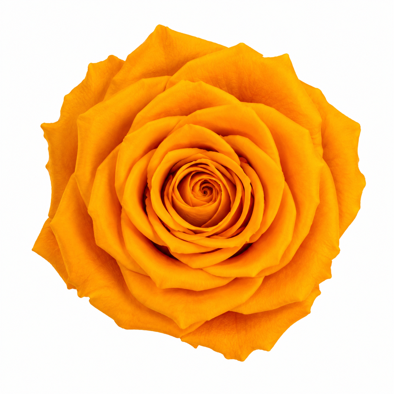 Rosa Mediana preservada